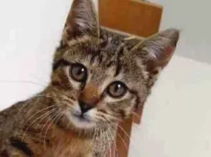 Gato raça srd idade 2 a 6 meses nome à escolher