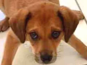 Cachorro raça Mestiça  idade Abaixo de 2 meses nome Não tem nome 