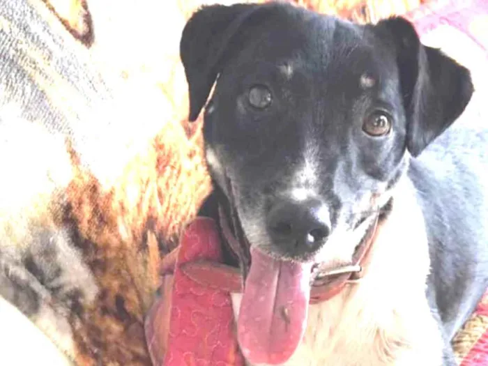 Cachorro ra a SRD idade 2 anos nome Biel