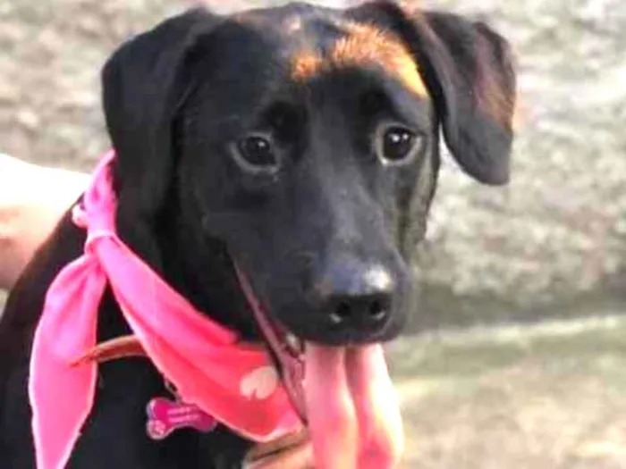 Cachorro raça SRD idade 1 ano nome Cleo