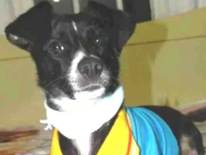 Cachorro raça Srd idade 1 ano nome Nino