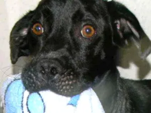 Cachorro raça Mix de labrador  idade 2 anos nome Zorro