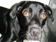 Zorro
