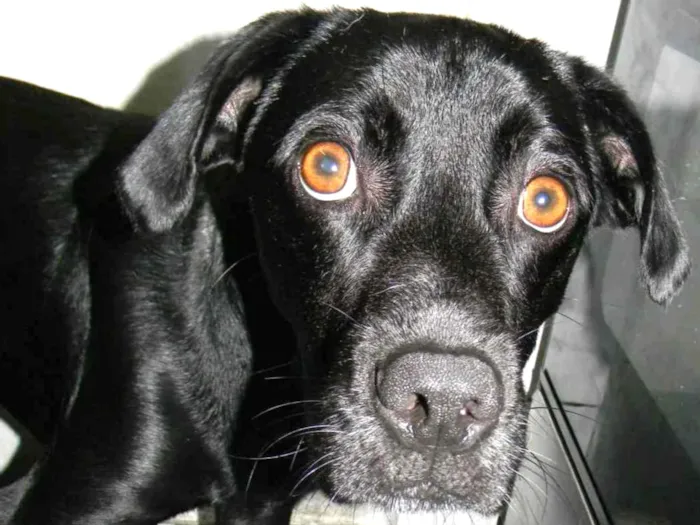 Cachorro ra a Srd idade 2 anos nome Zorro