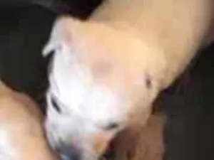 Cachorro raça Misturado  idade 2 a 6 meses nome Sem Nomes 