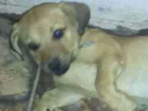 Cachorro raça Cofap/Shitzu idade 1 ano nome Jack
