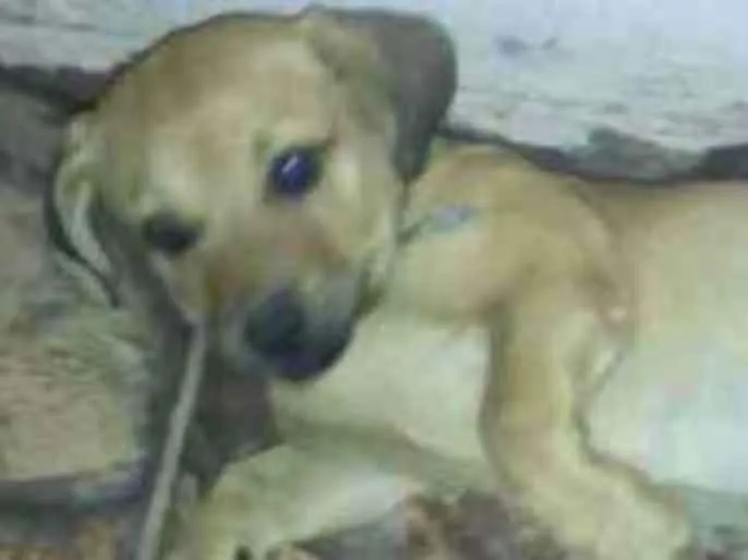 Cachorro ra a Cofap/Shitzu idade 1 ano nome Jack