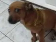 Teddy