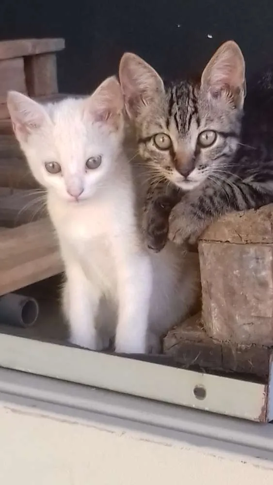 Gato raça Sem raça definida idade 2 a 6 meses nome Sem nome