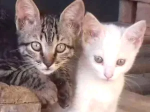 Gato raça Sem raça definida idade 2 a 6 meses nome Sem nome