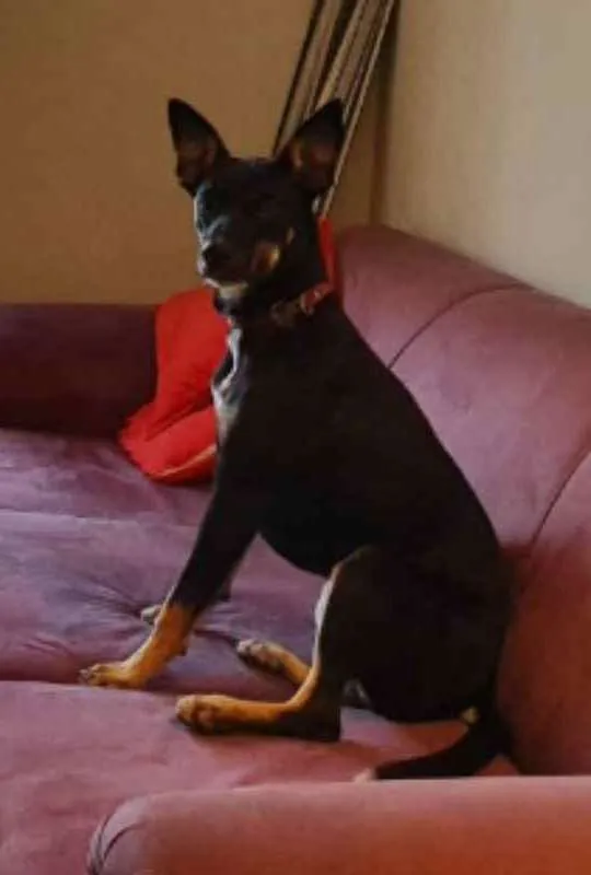 Cachorro ra a Não sei idade 1 ano nome Victória (Vic)