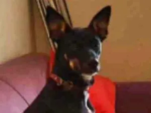 Cachorro raça Não sei idade 1 ano nome Victória (Vic)