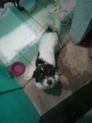 Cachorro raça Não sei idade 7 a 11 meses nome Aghata