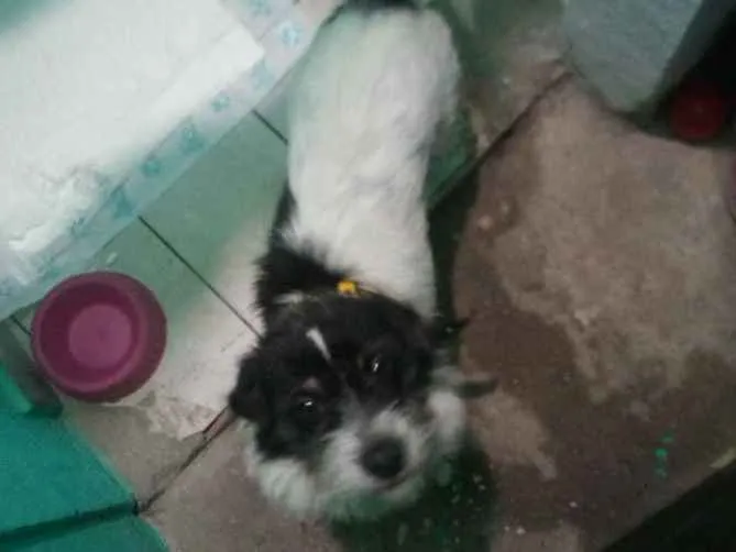 Cachorro ra a Não sei idade 7 a 11 meses nome Aghata