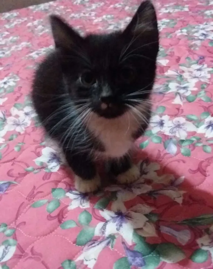 Gato ra a Sem raça idade 2 a 6 meses nome Sem nome