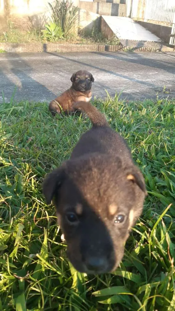 Cachorro ra a  idade 2 a 6 meses nome Ainda não tem.