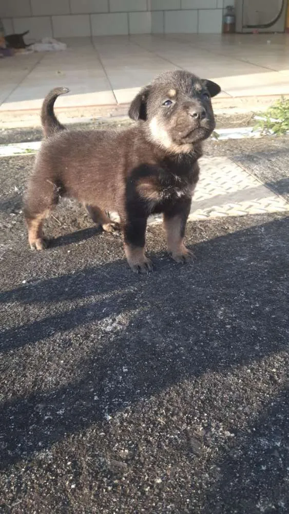 Cachorro ra a  idade 2 a 6 meses nome Ainda não tem.