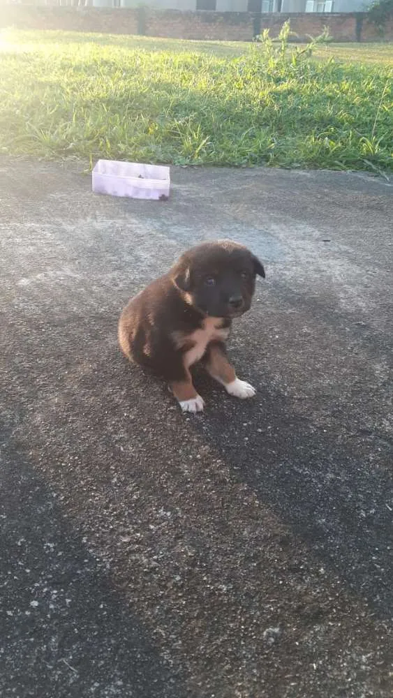 Cachorro ra a  idade 2 a 6 meses nome Ainda não tem.