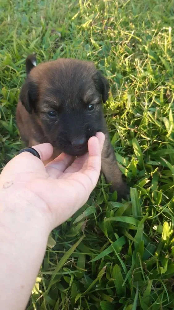 Cachorro ra a  idade 2 a 6 meses nome Ainda não tem.