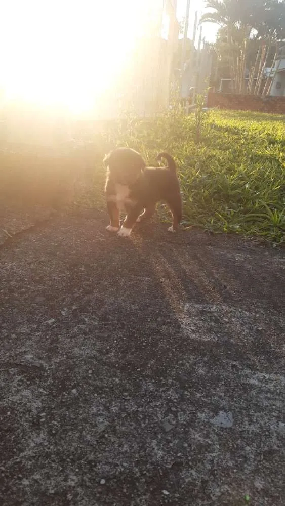 Cachorro ra a  idade 2 a 6 meses nome Ainda não tem.