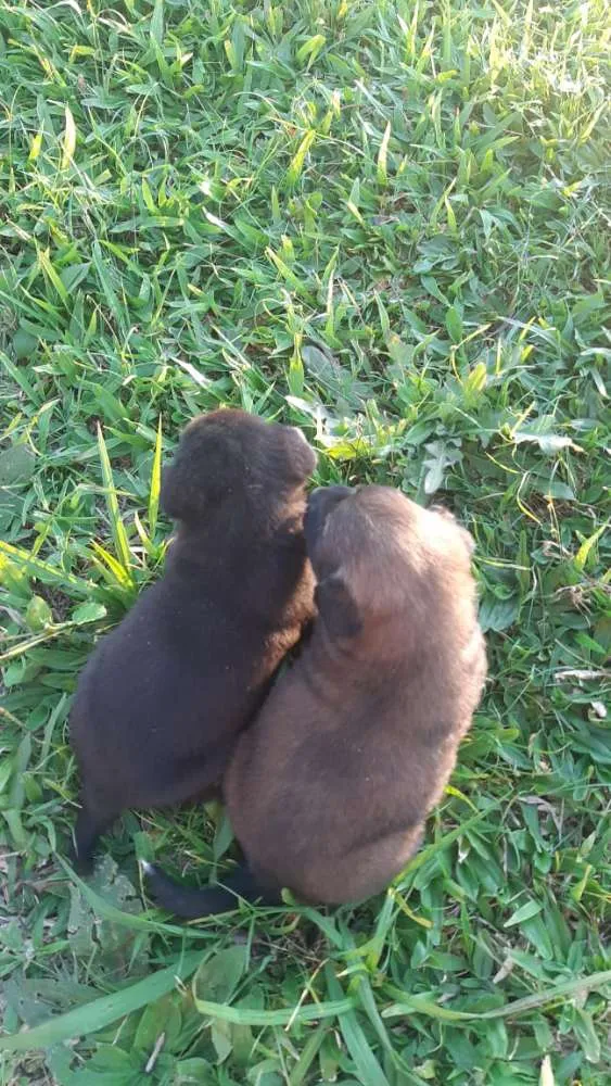 Cachorro ra a  idade 2 a 6 meses nome Ainda não tem.