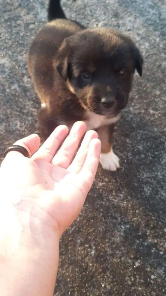 Cachorro ra a  idade 2 a 6 meses nome Ainda não tem.