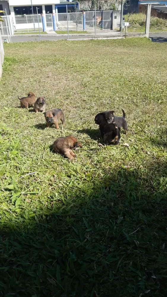 Cachorro ra a  idade 2 a 6 meses nome Ainda não tem.