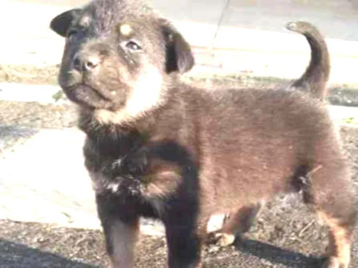 Cachorro ra a  idade 2 a 6 meses nome Ainda não tem.