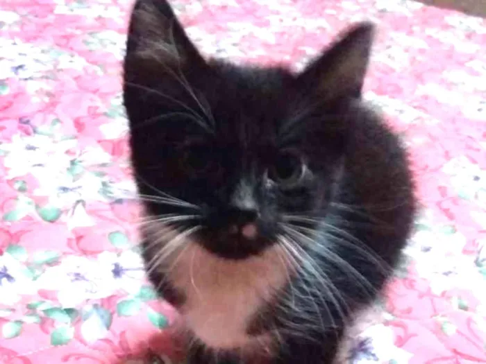 Gato ra a Sem raça idade 2 a 6 meses nome Sem nome