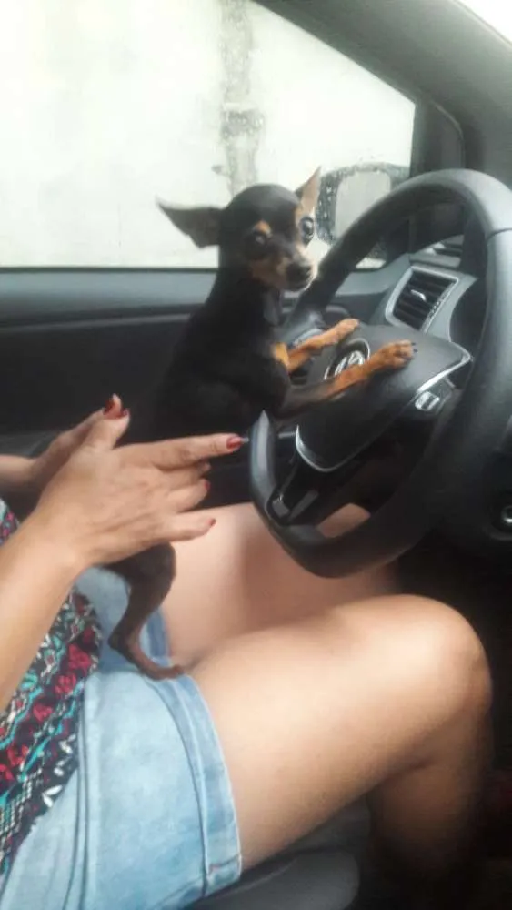 Cachorro ra a Pinscher idade 5 anos nome Maia