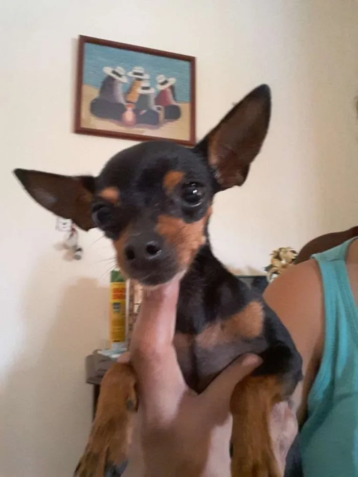 Cachorro ra a Pinscher idade 5 anos nome Maia