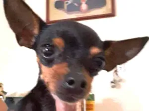 Cachorro raça Pinscher idade 5 anos nome Maia