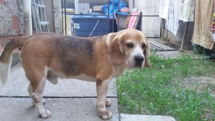 Cachorro ra a Beagle idade 6 ou mais anos nome Luke