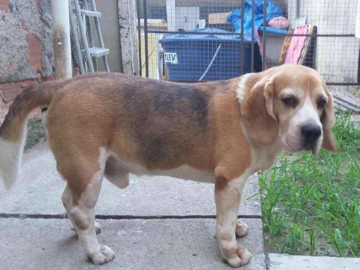 Cachorro ra a Beagle idade 6 ou mais anos nome Luke