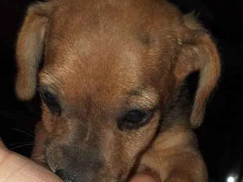 Cachorro ra a Mestiço basset idade Abaixo de 2 meses nome Sem nome