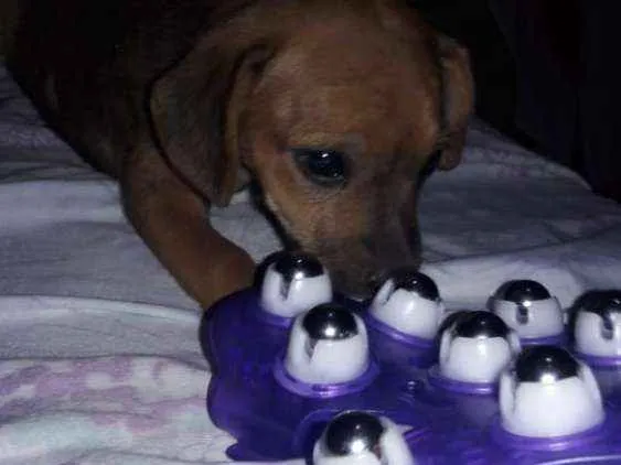 Cachorro ra a Mestiço basset idade Abaixo de 2 meses nome Sem nome