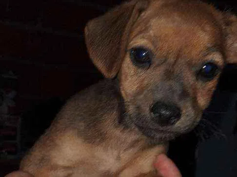 Cachorro ra a Mestiço basset idade Abaixo de 2 meses nome Sem nome