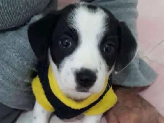 Cachorro ra a Srd idade 2 a 6 meses nome Kiara