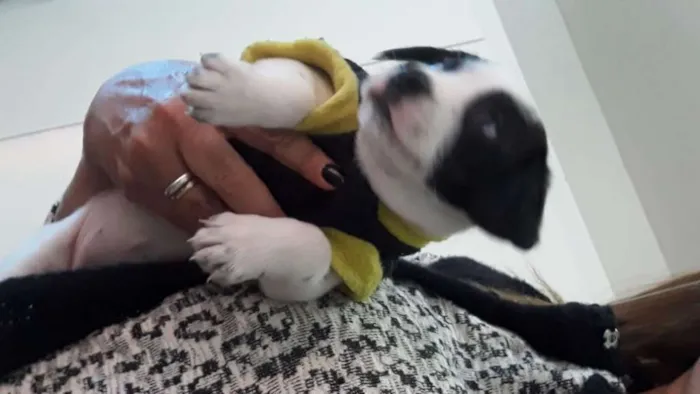 Cachorro ra a Srd idade 2 a 6 meses nome Kiara