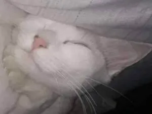 Gato raça Sem raça definida  idade 2 anos nome Neve