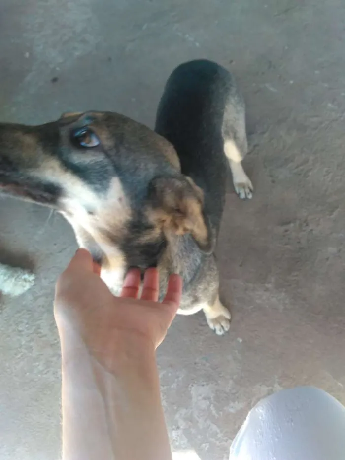 Cachorro raça Sem raça definida idade 2 anos nome Pretinha