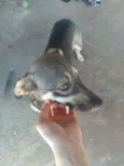 Pretinha