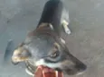 Pretinha