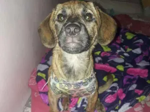 Cachorro raça Srd idade 2 a 6 meses nome Suzy