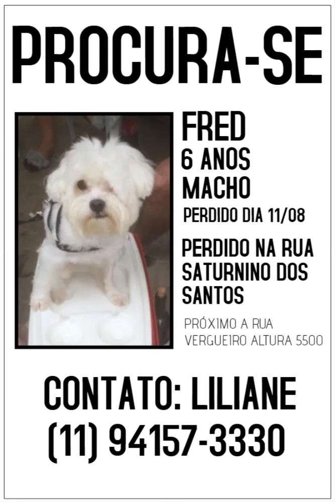 Cachorro ra a Maltês  idade 6 ou mais anos nome Fred