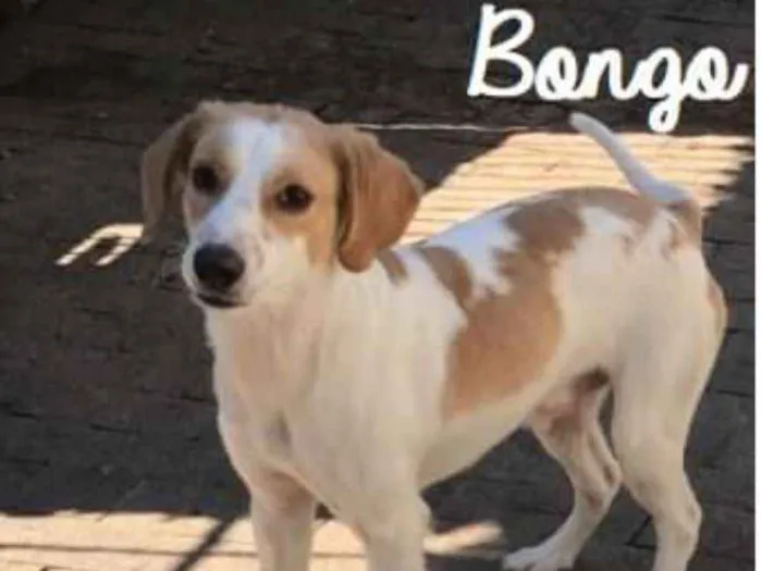 Cachorro ra a  idade 2 anos nome Bongo