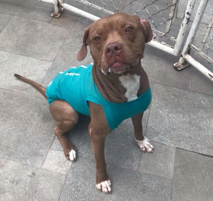 Cachorro ra a Pit bull idade 3 anos nome Bárbara 