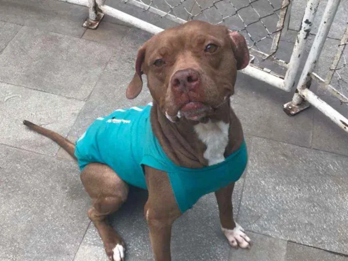 Cachorro ra a Pit bull idade 3 anos nome Bárbara 