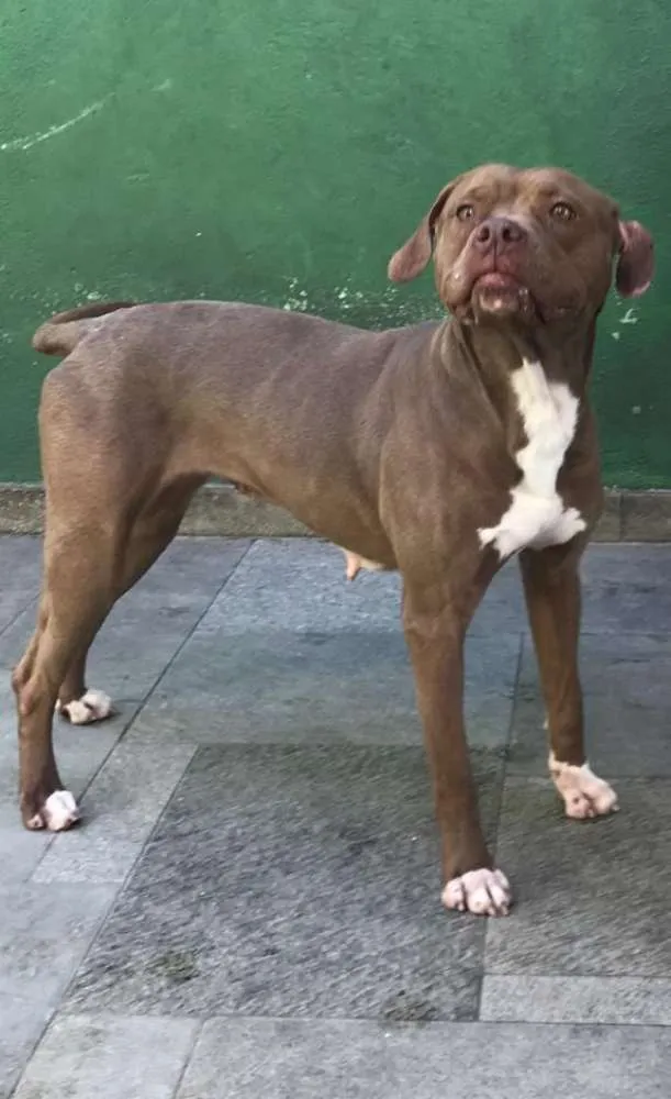 Cachorro ra a Pit bull idade 3 anos nome Bárbara 