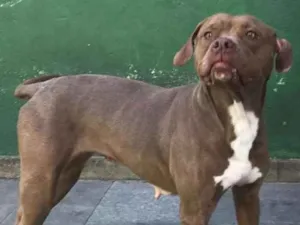 Cachorro raça Pit bull idade 3 anos nome Bárbara 